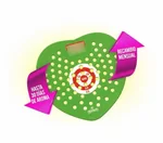 Filtros Desodorantes Iberia HigienicPro Pino. Diseño innovador que evita salpicaduras y aromatiza por 30 días. Ideal para baños de alto tránsito en hoteles y gastronomía.